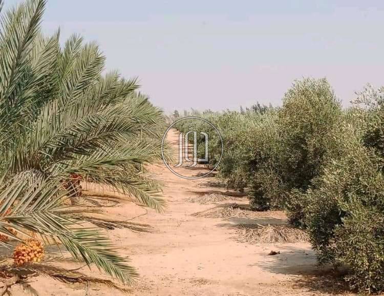 صور خدمات تجارية في مصر - دوّر.كوم