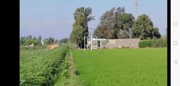 صور اراضي زراعية للبيع في كفر الشيخ - دوّر.كوم