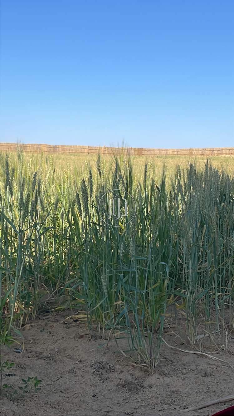 صور اراضي زراعية للبيع في الجيزة - دوّر.كوم