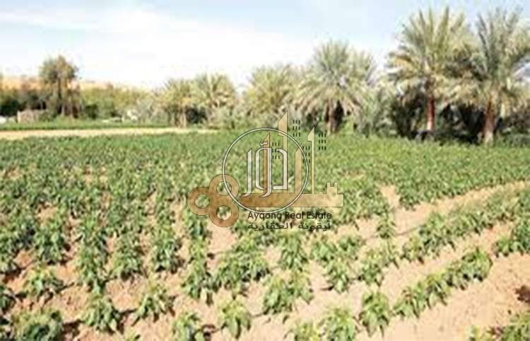 صور اراضي فضاء للبيع في الامارات - دوّر.كوم