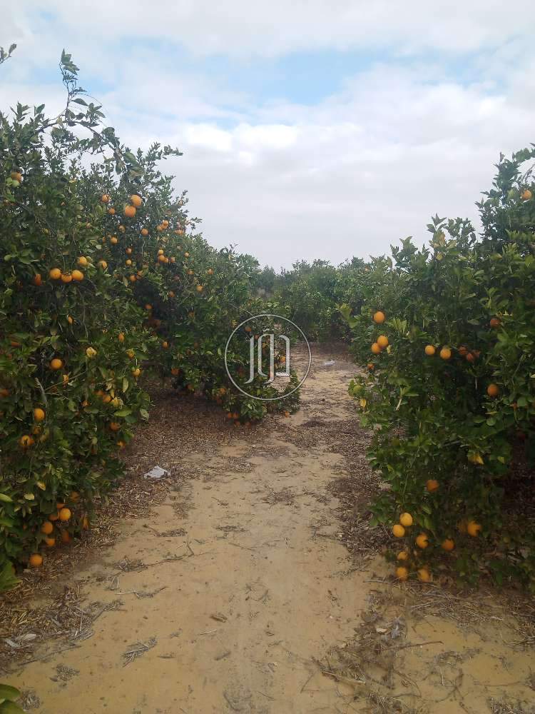 صور اراضي فضاء للبيع في البحيرة - دوّر.كوم