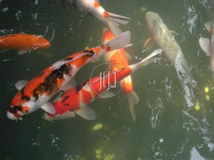 صور اسماك وطيور الزينة للبيع في الرياض - دوّر.كوم