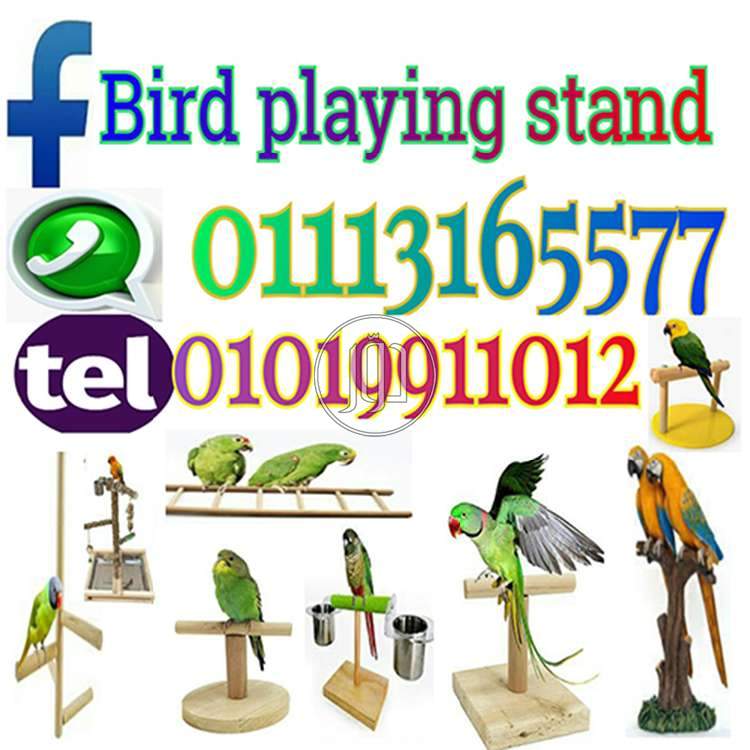 صور اسماك وطيور الزينة للبيع في مصر - دوّر.كوم