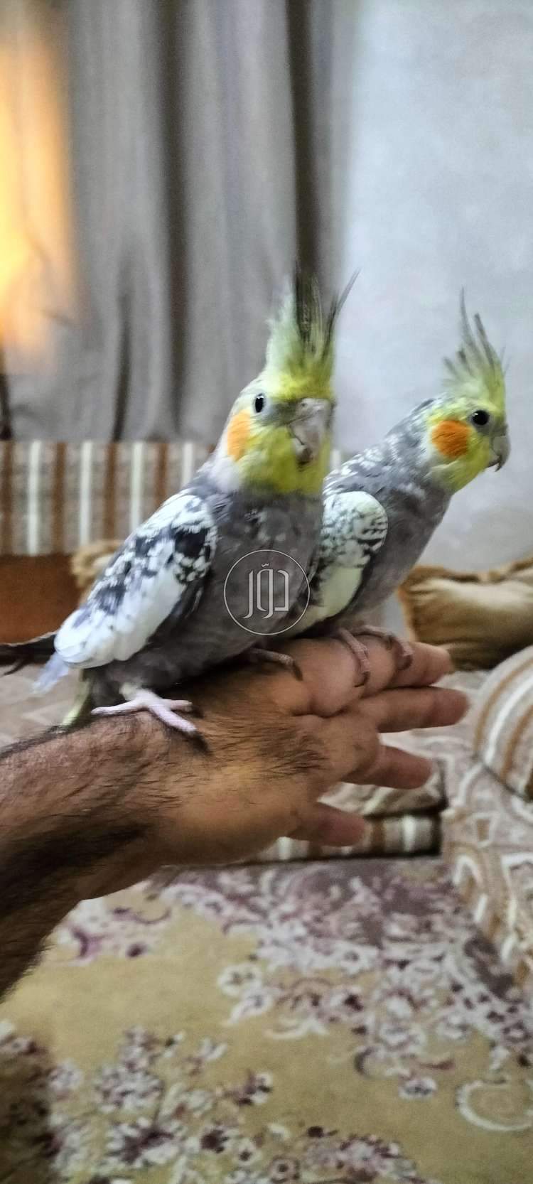 صور حيوانات اليفة للبيع في أبو ظبي - دوّر.كوم