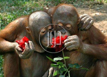 صور حيوانات اليفة للبيع في مصر - دوّر.كوم