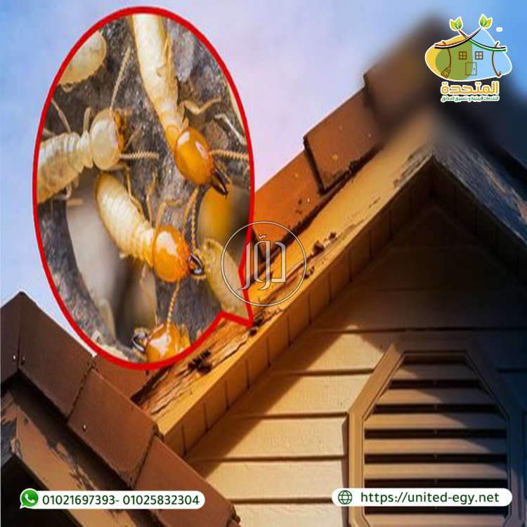 صور خدمات اخرى في مصر - دوّر.كوم