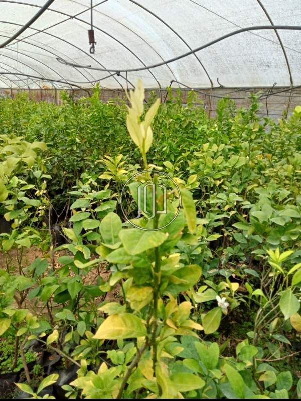 صور خدمات اخرى في الإسكندرية - دوّر.كوم