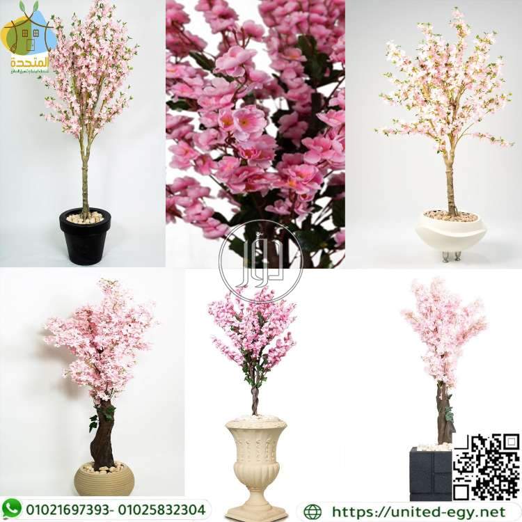 صور خدمات اخرى في مصر - دوّر.كوم