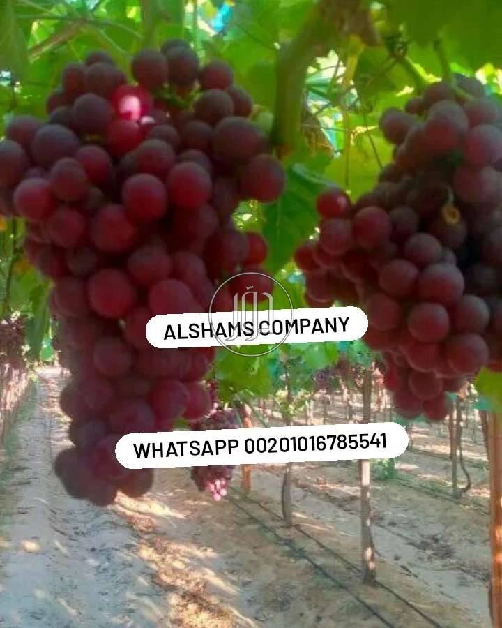 صور خدمات استيراد وتصدير في الامارات - دوّر.كوم