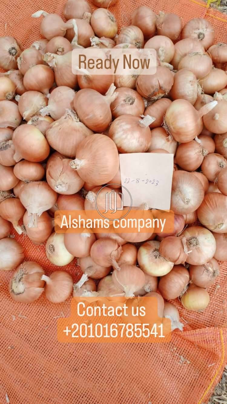 صور خدمات استيراد وتصدير في الامارات - دوّر.كوم