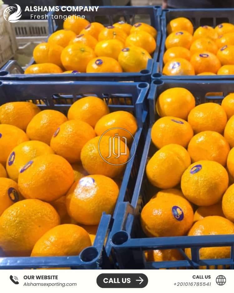 صور خدمات استيراد وتصدير في الامارات - دوّر.كوم