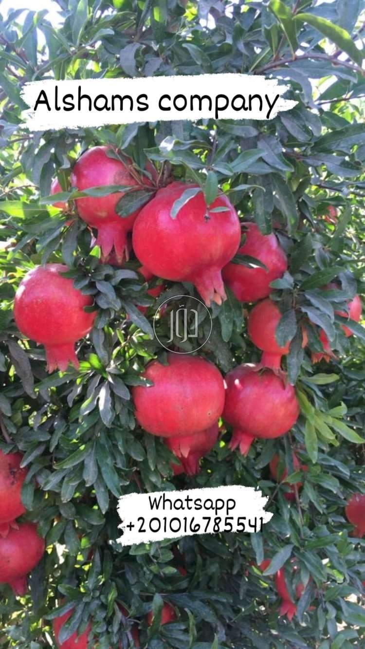 صور خدمات استيراد وتصدير في الامارات - دوّر.كوم