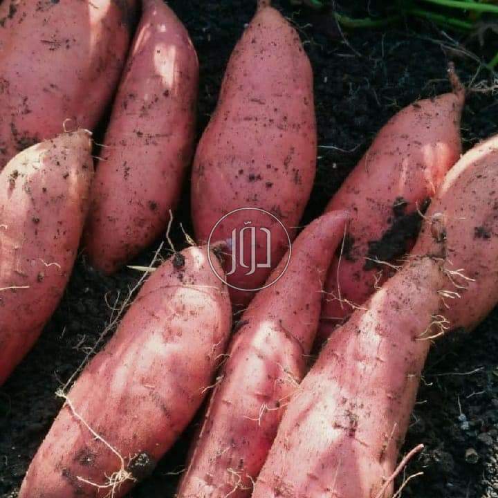 صور خدمات استيراد وتصدير في الامارات - دوّر.كوم