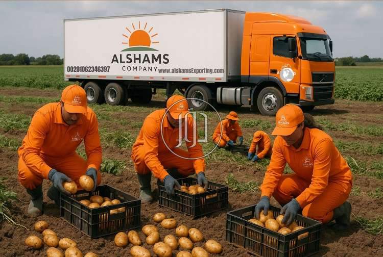 صور خدمات استيراد وتصدير في دبي - دوّر.كوم