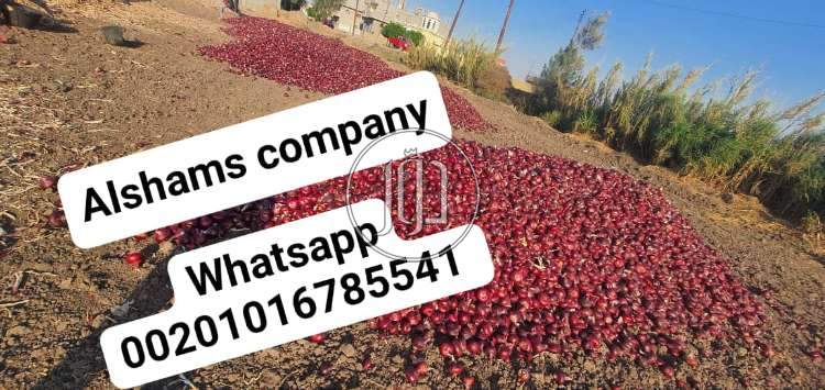 صور خدمات استيراد وتصدير في الامارات - دوّر.كوم