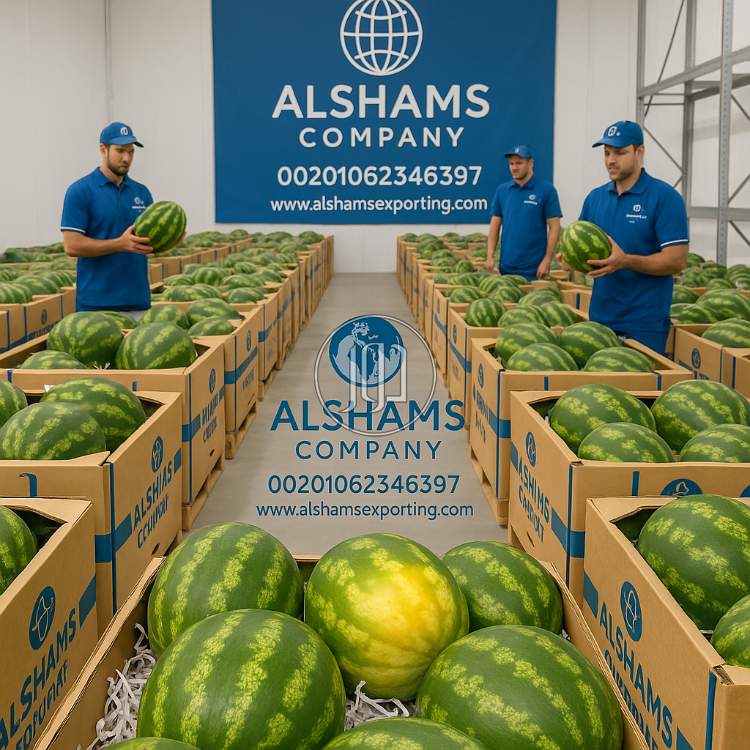 صور خدمات استيراد وتصدير في الامارات - دوّر.كوم