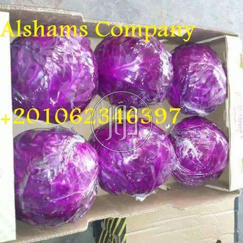 Fresh Cabbage 🥦🥬 - خدمات استيراد وتصدير في أبو ظبي