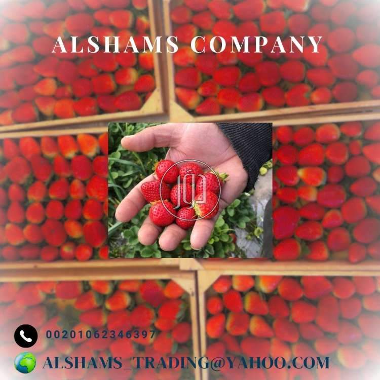 صور خدمات استيراد وتصدير في أبو ظبي - دوّر.كوم