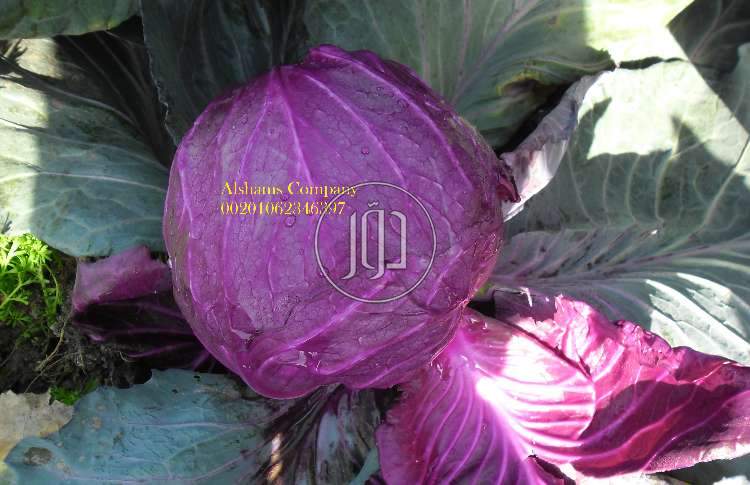 صور خدمات استيراد وتصدير في أم القيوين - دوّر.كوم