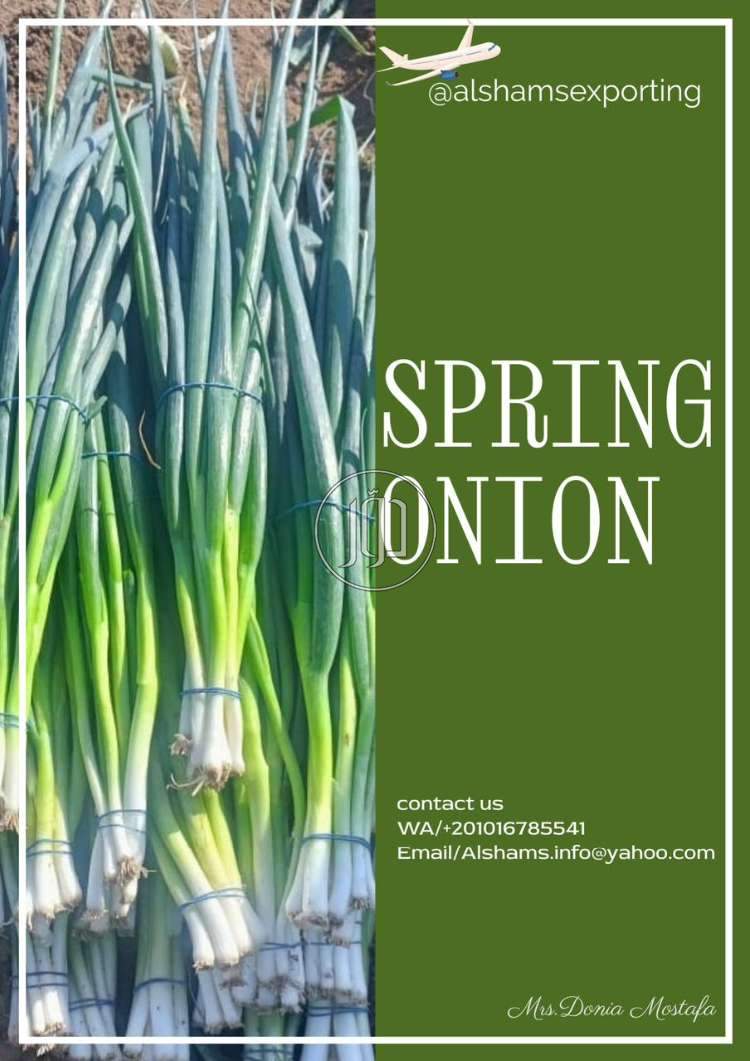 spring onion