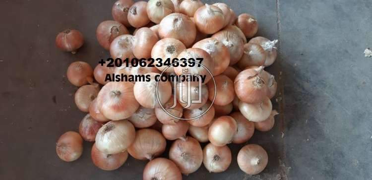 صور خدمات استيراد وتصدير في الامارات - دوّر.كوم