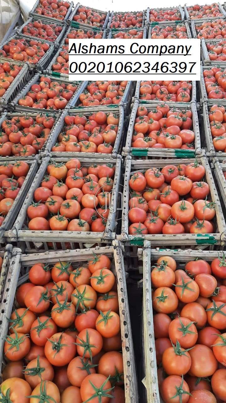 صور خدمات استيراد وتصدير في الامارات - دوّر.كوم