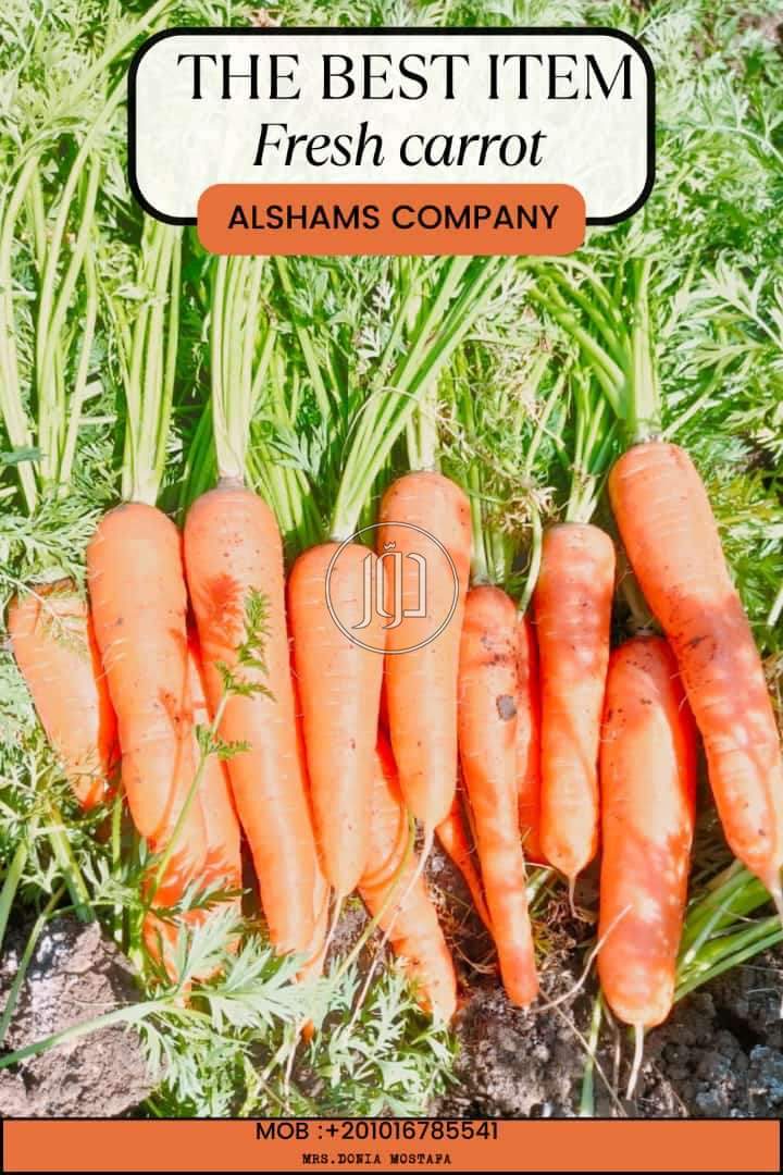 استيراد وتصدير في الامارات