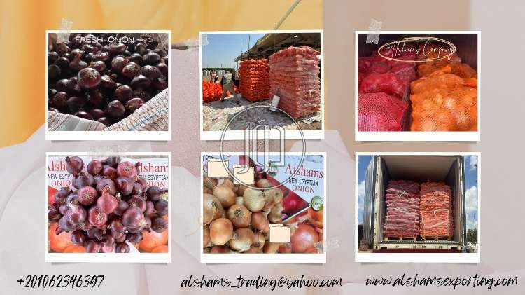 صور خدمات استيراد وتصدير في الامارات - دوّر.كوم