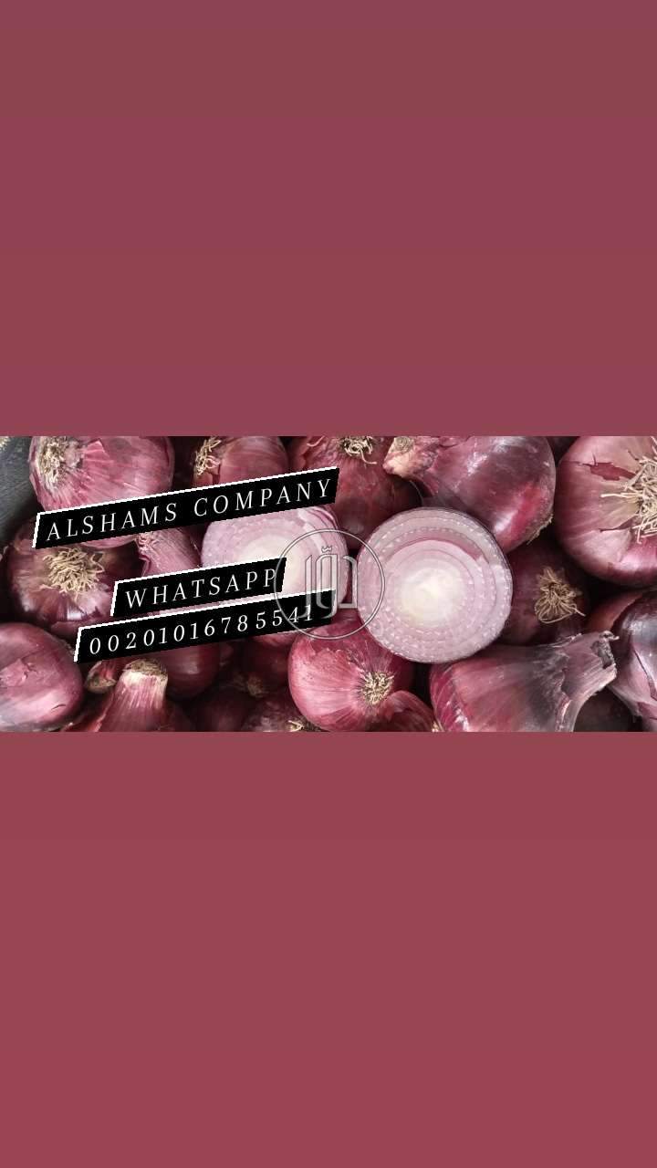 صور خدمات استيراد وتصدير في الامارات - دوّر.كوم