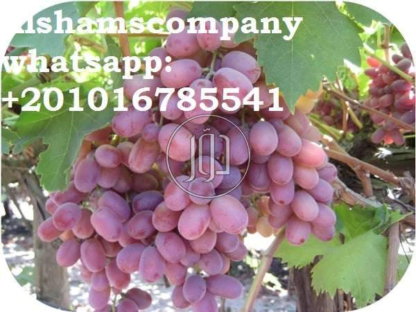 صور خدمات استيراد وتصدير في الامارات - دوّر.كوم