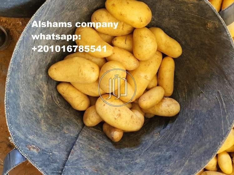 صور خدمات استيراد وتصدير في الامارات - دوّر.كوم