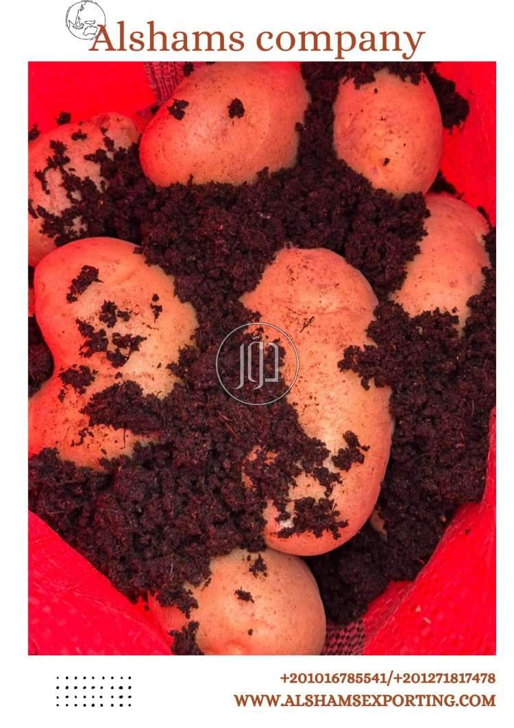 استيراد وتصدير في الامارات