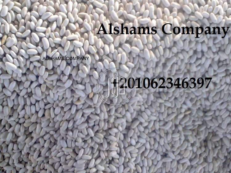 صور خدمات استيراد وتصدير في الشارقة - دوّر.كوم