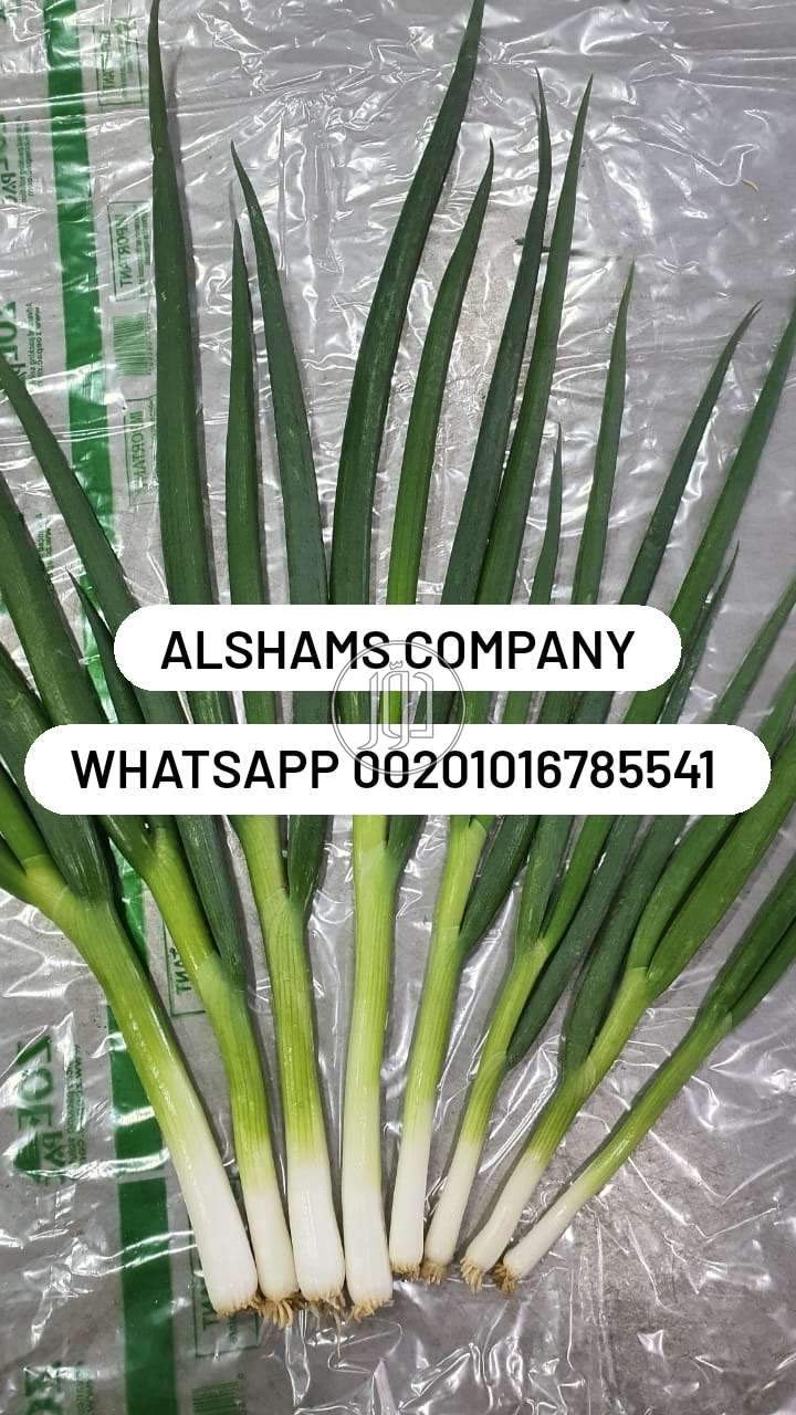 صور خدمات استيراد وتصدير في الامارات - دوّر.كوم