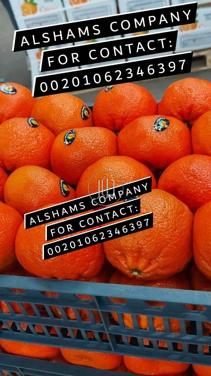 Mandarine murcott - خدمات استيراد وتصدير في أبو ظبي