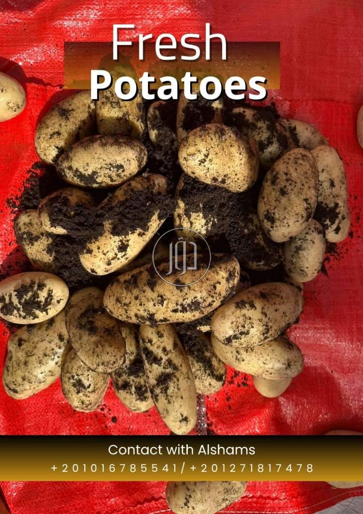 fresh potatoes