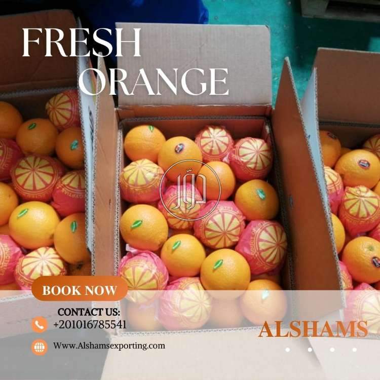 صور خدمات استيراد وتصدير في الامارات - دوّر.كوم