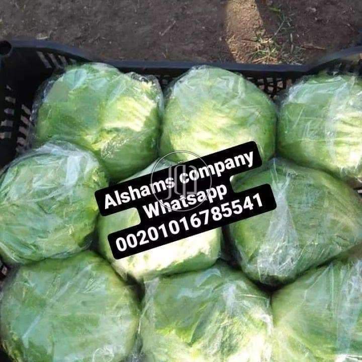 صور محاصيل وبذور زراعية في الامارات - دوّر.كوم