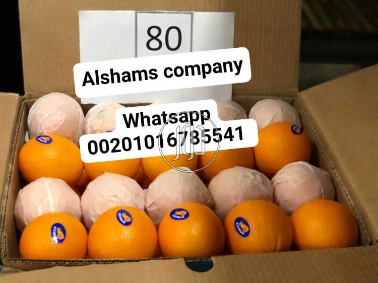 صور خدمات استيراد وتصدير في الامارات - دوّر.كوم