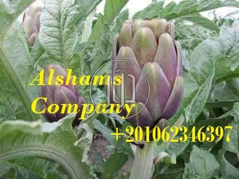 صور خدمات استيراد وتصدير في الفجيرة - دوّر.كوم