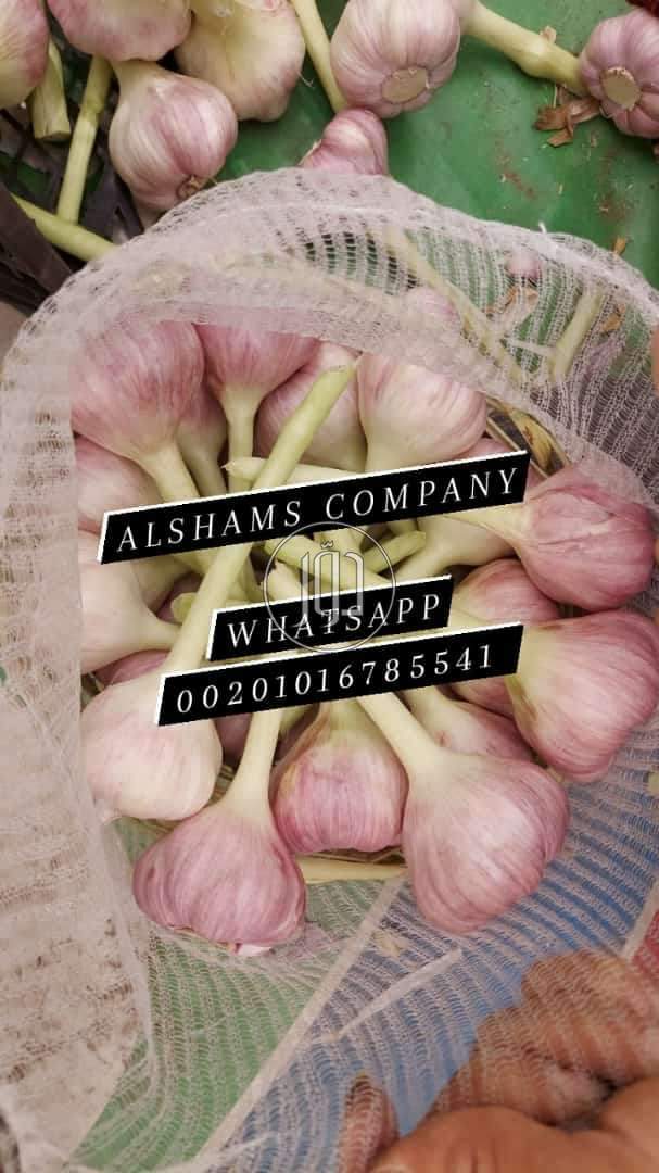 صور خدمات استيراد وتصدير في الامارات - دوّر.كوم