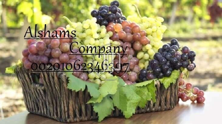 صور خدمات استيراد وتصدير في أبو ظبي - دوّر.كوم