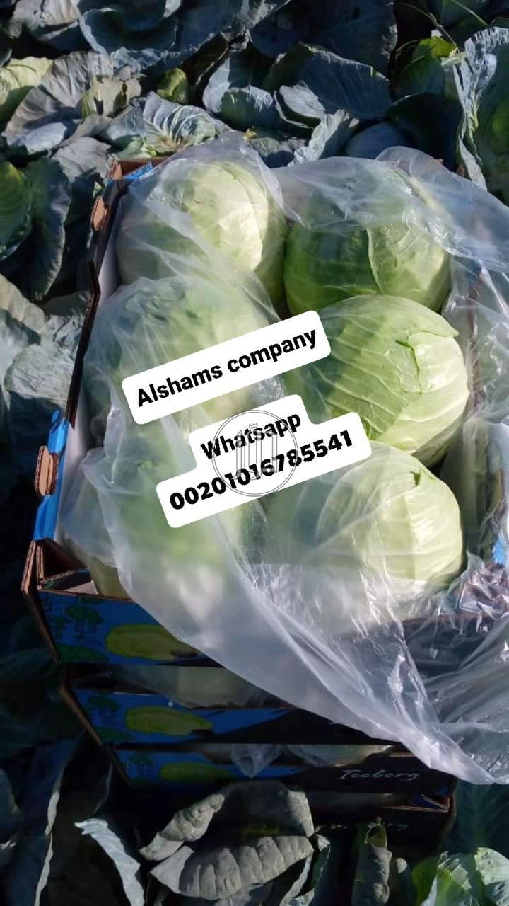 صور خدمات استيراد وتصدير في الامارات - دوّر.كوم