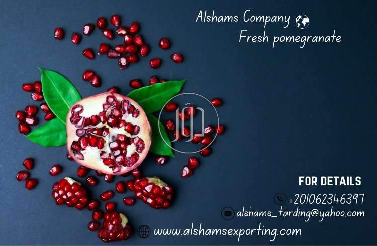 صور خدمات استيراد وتصدير في رأس الخيمة - دوّر.كوم