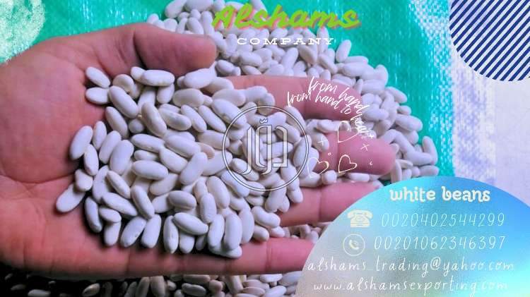 صور خدمات استيراد وتصدير في دبي - دوّر.كوم