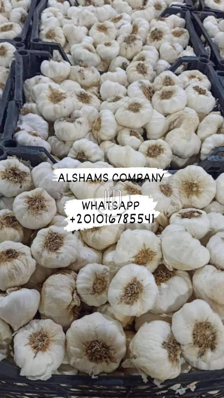 صور خدمات استيراد وتصدير في الامارات - دوّر.كوم