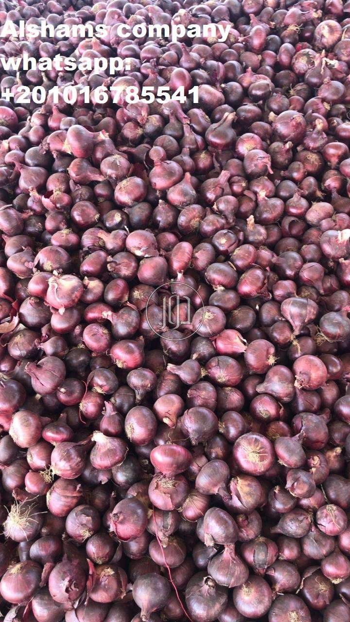 صور خدمات استيراد وتصدير في الامارات - دوّر.كوم