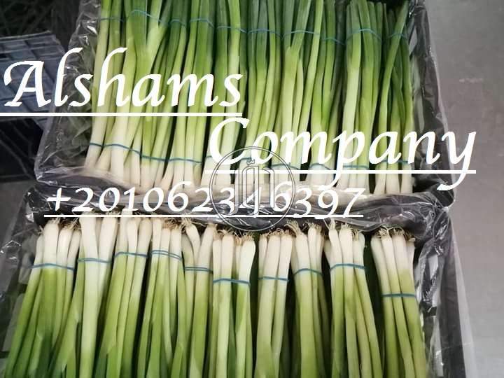 البصل الاخضر - خدمات استيراد وتصدير في أبو ظبي