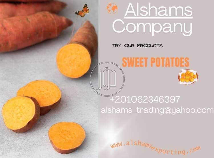 صور خدمات استيراد وتصدير في الفجيرة - دوّر.كوم