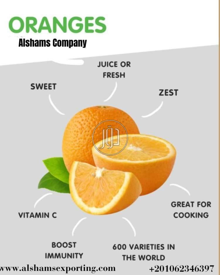 صور خدمات استيراد وتصدير في الفجيرة - دوّر.كوم